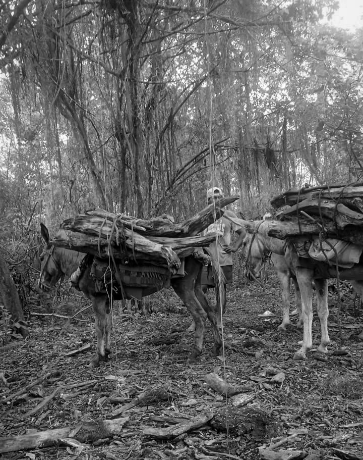 Palo Santo: A quiet origin. A conscious ritual.
